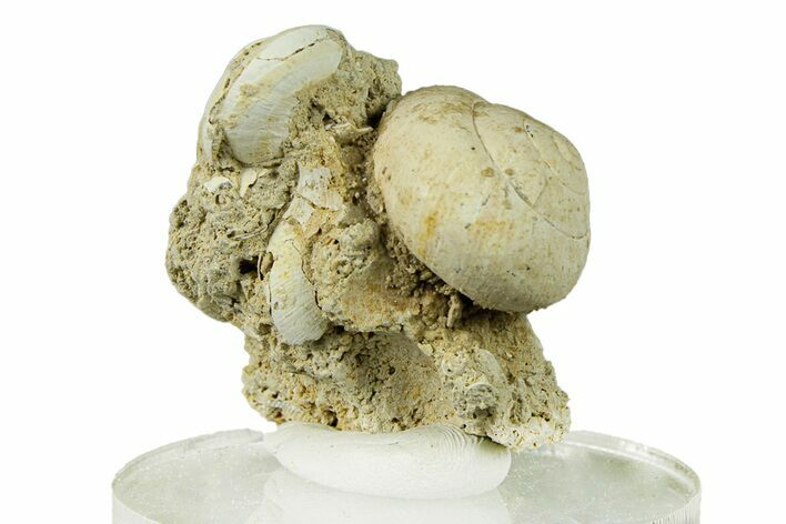 Miocene Fossil Gastropod (Helix) Cluster - France #293889